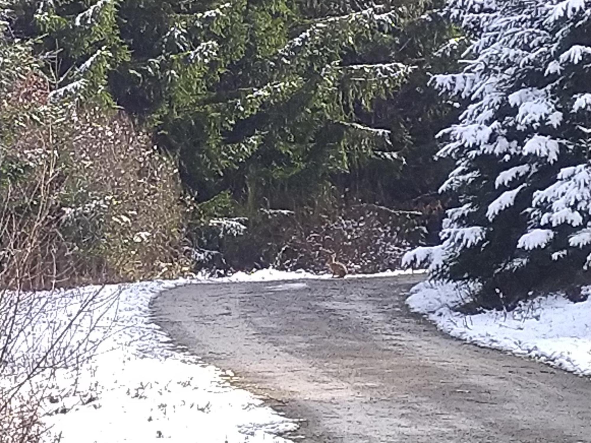 Urlaub Mit Hund Auf Dem Bauernhof Hofswald Apartment Euscheid Bagian luar foto