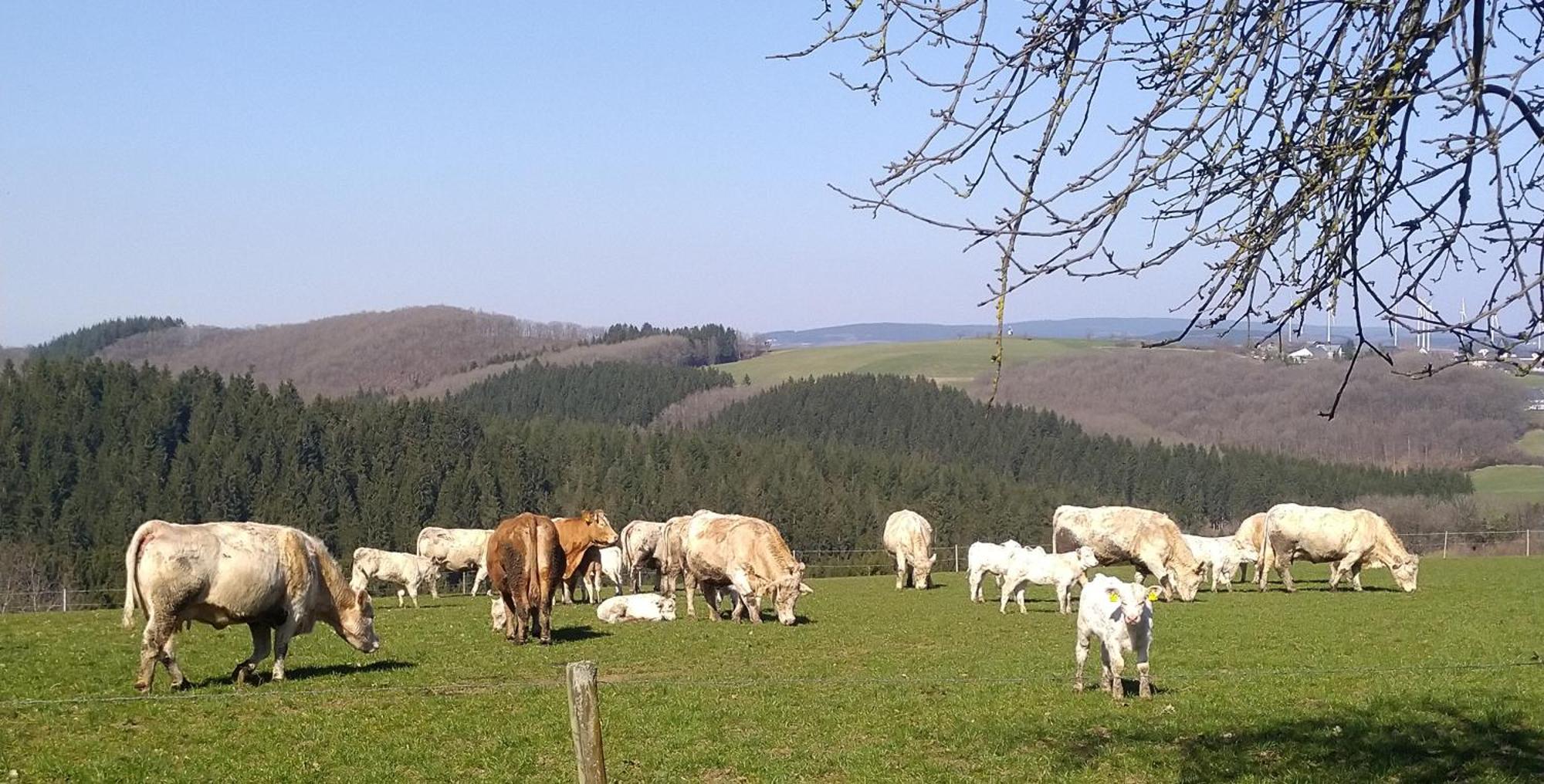 Urlaub Mit Hund Auf Dem Bauernhof Hofswald Apartment Euscheid Bagian luar foto