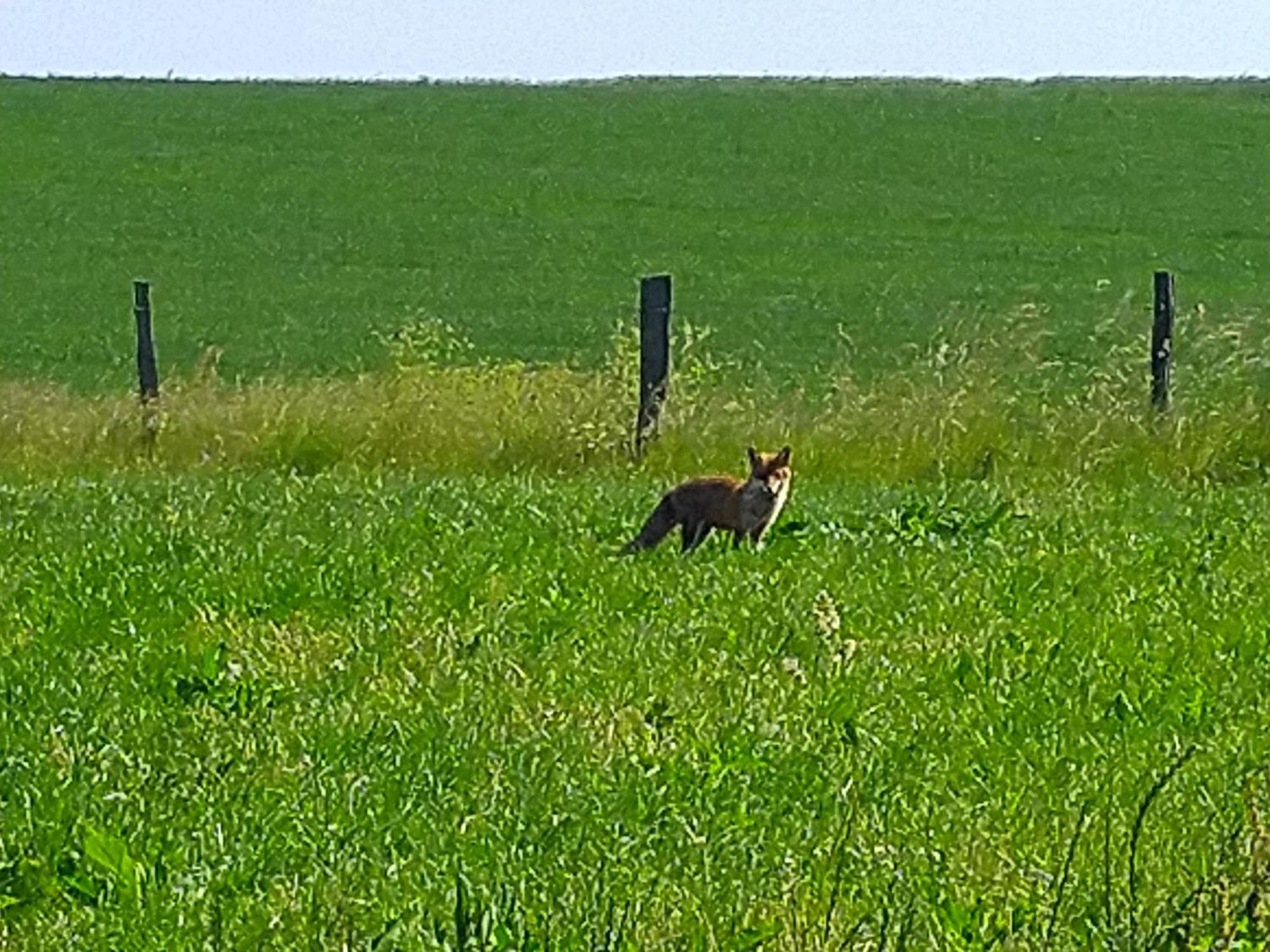 Urlaub Mit Hund Auf Dem Bauernhof Hofswald Apartment Euscheid Bagian luar foto