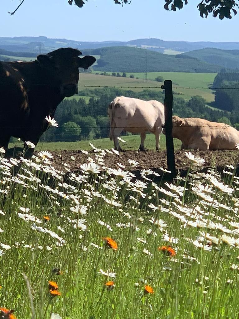 Urlaub Mit Hund Auf Dem Bauernhof Hofswald Apartment Euscheid Bagian luar foto