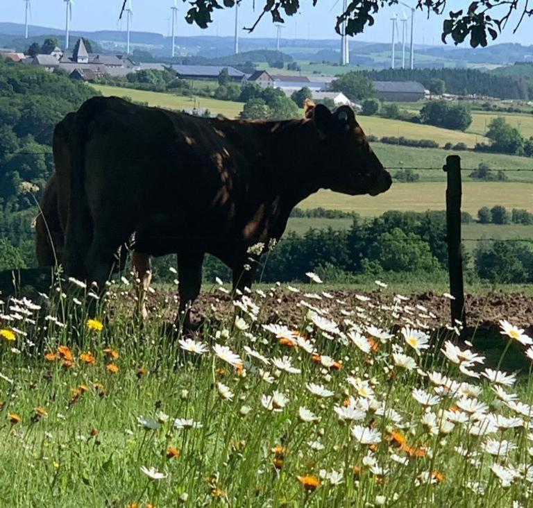 Urlaub Mit Hund Auf Dem Bauernhof Hofswald Apartment Euscheid Bagian luar foto