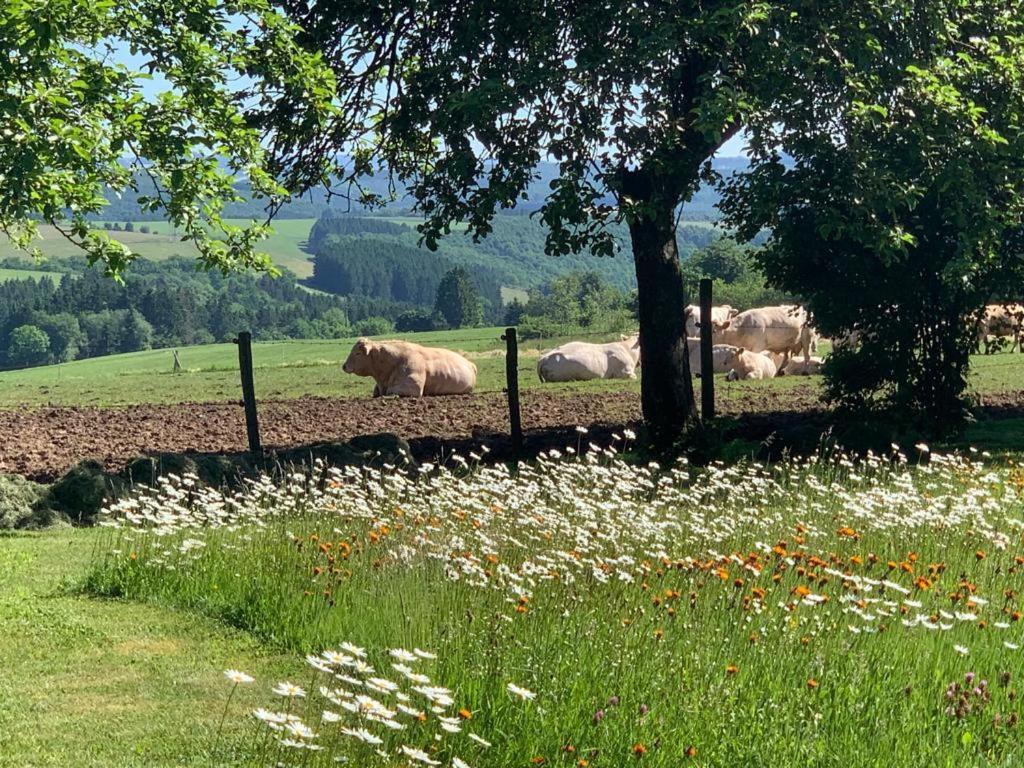 Urlaub Mit Hund Auf Dem Bauernhof Hofswald Apartment Euscheid Bagian luar foto