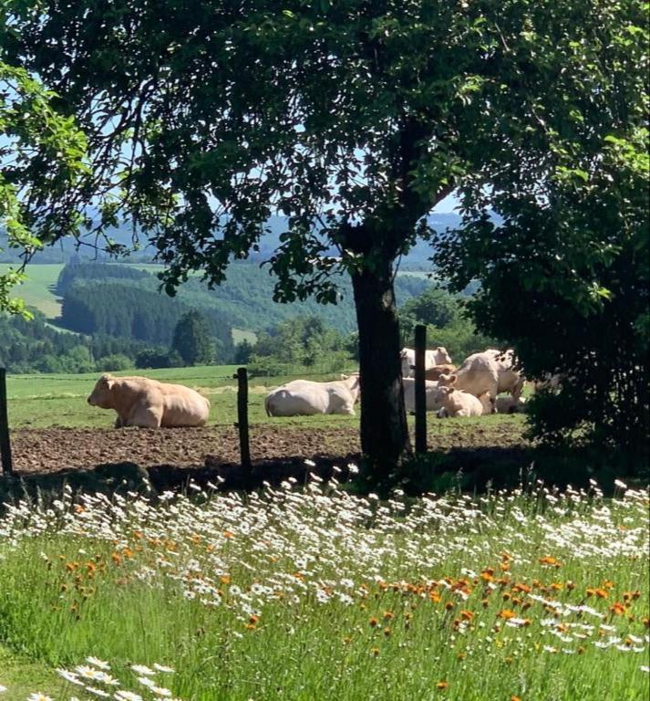 Urlaub Mit Hund Auf Dem Bauernhof Hofswald Apartment Euscheid Bagian luar foto