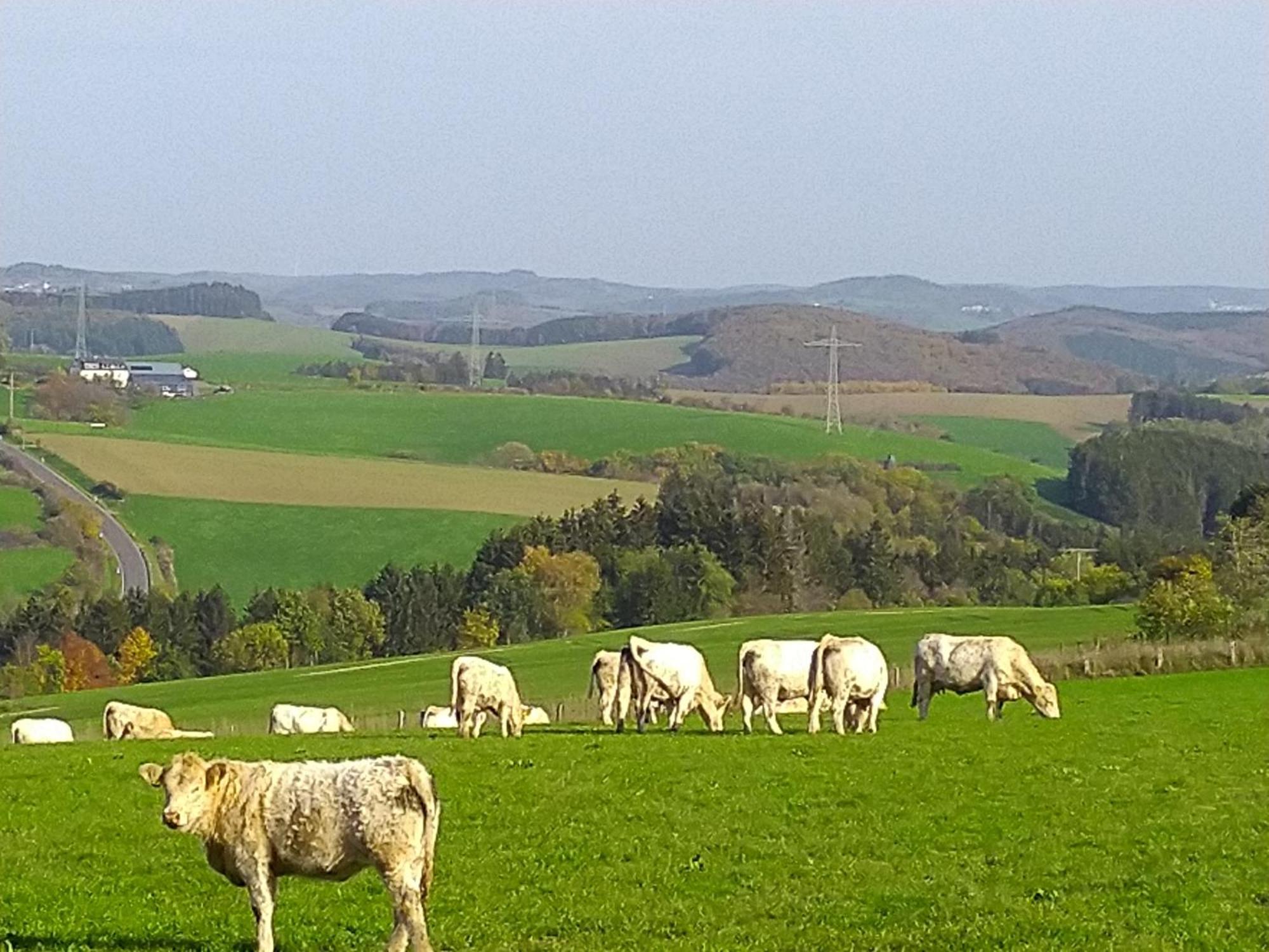 Urlaub Mit Hund Auf Dem Bauernhof Hofswald Apartment Euscheid Bagian luar foto