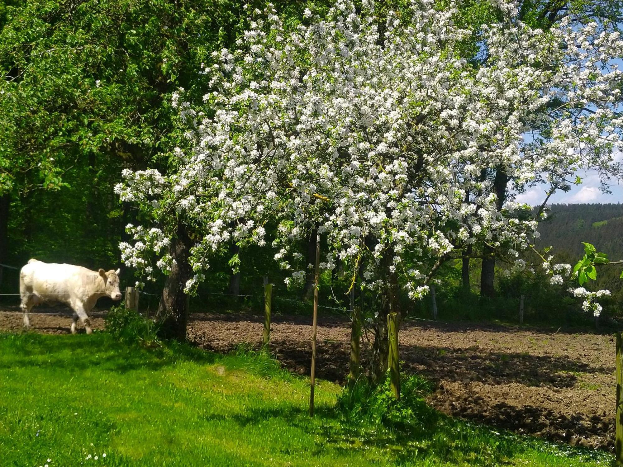 Urlaub Mit Hund Auf Dem Bauernhof Hofswald Apartment Euscheid Bagian luar foto